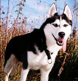 Klasyczny pies zaprzgowy rasy Siberian Husky